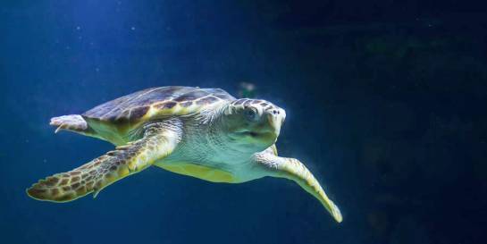 LOGGERHEAD TURTLE